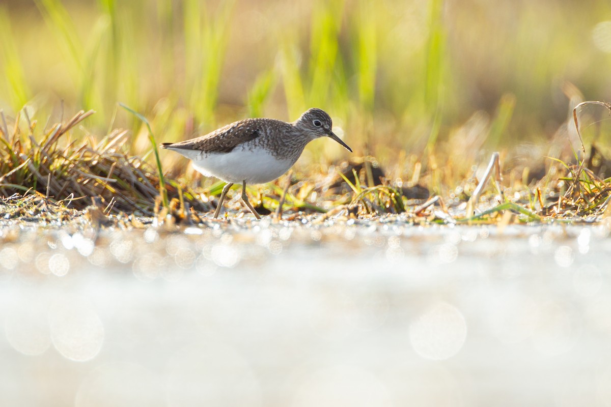 Solitary Sandpiper - ML646091568