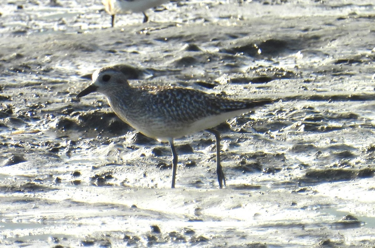 Black-bellied Plover - ML646091569