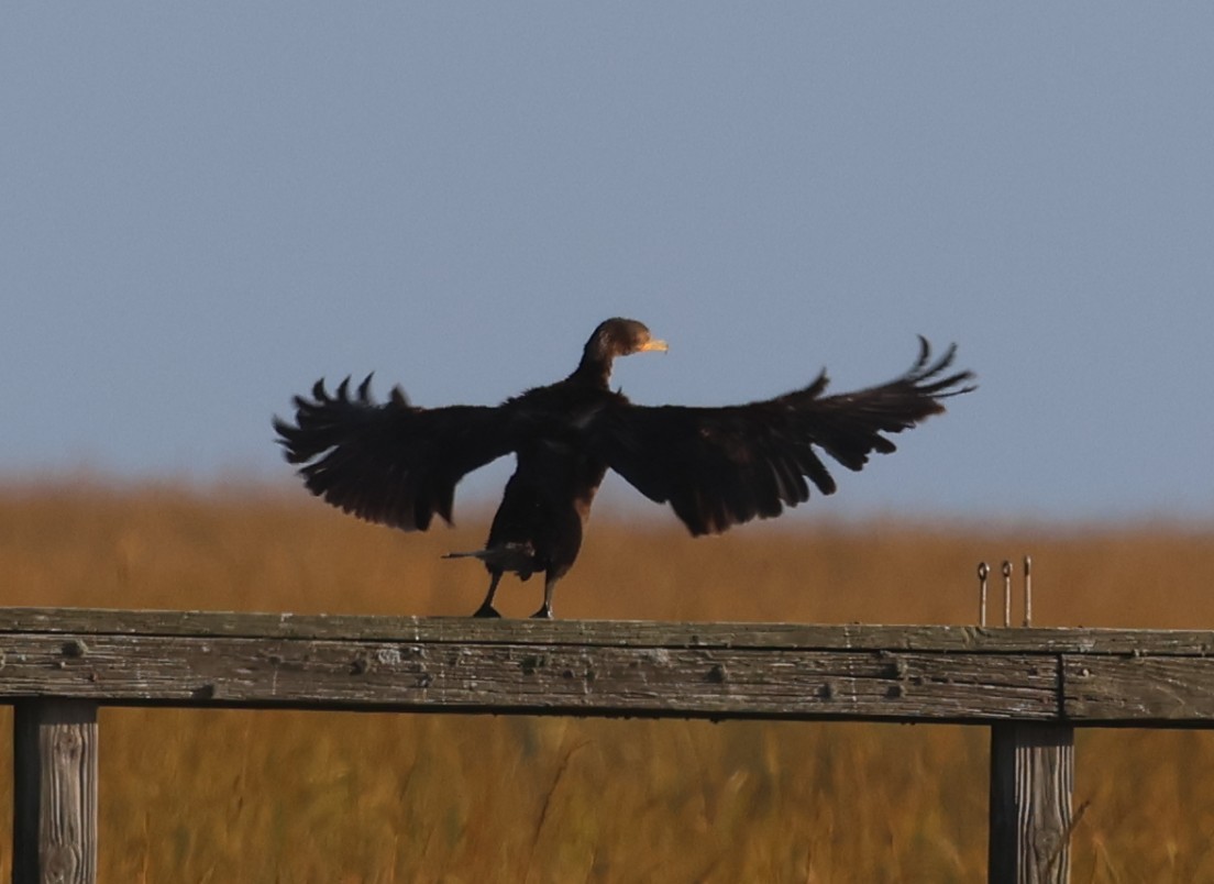 Double-crested Cormorant - ML646091572