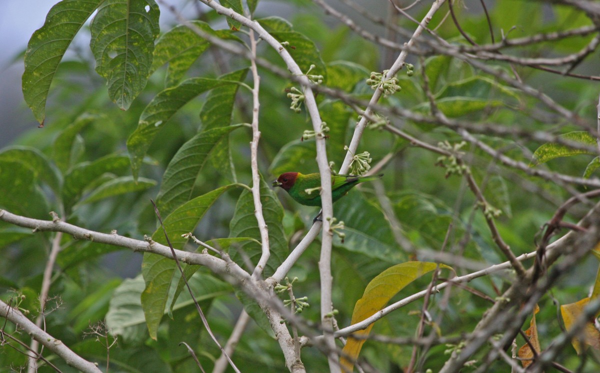 Bay-headed Tanager - ML646091573
