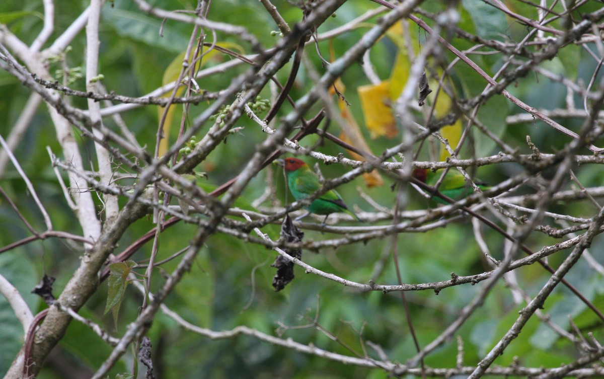 Bay-headed Tanager - ML646091574