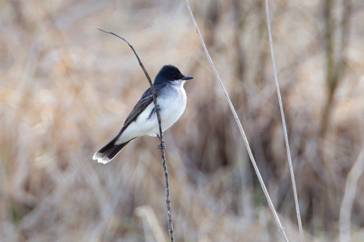 טירן מזרחי - ML646091581