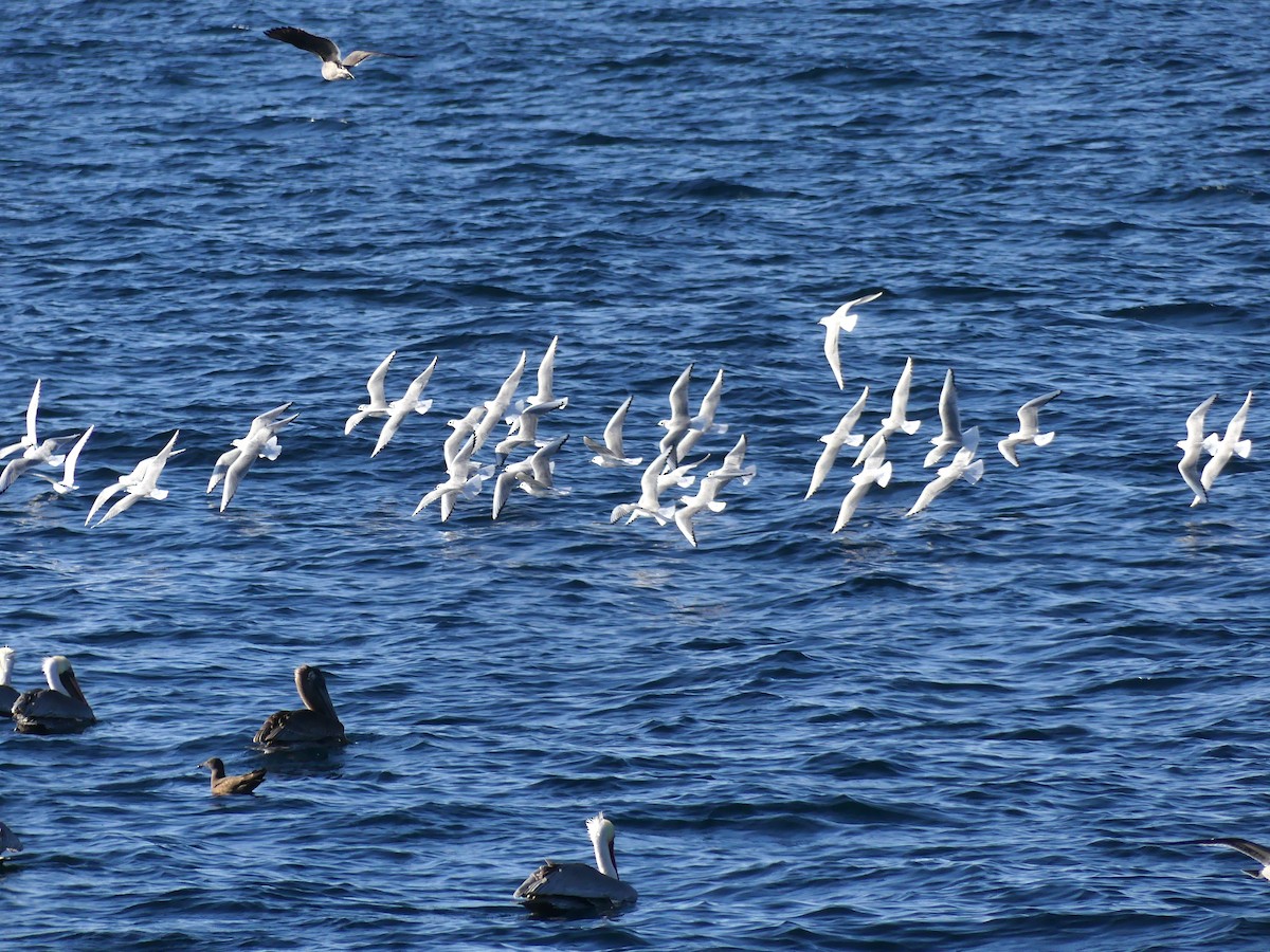 Bonaparte's Gull - ML646091586