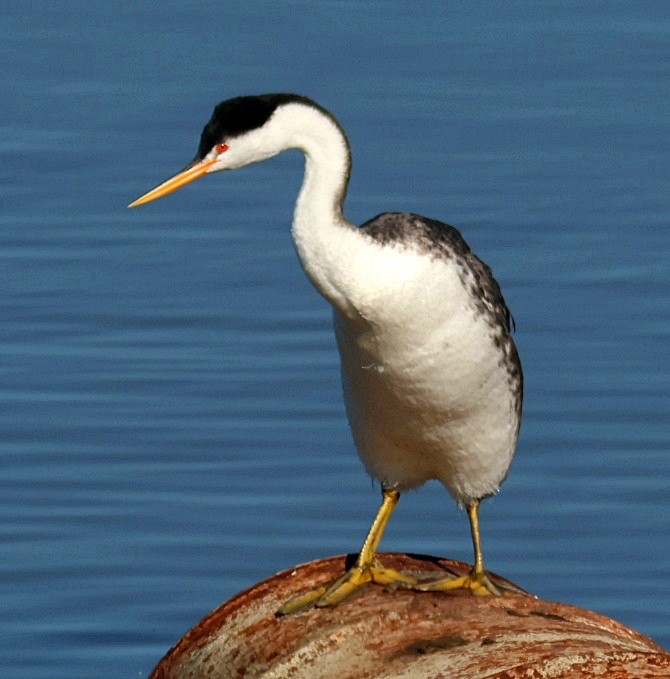 Clark's Grebe - ML646091588