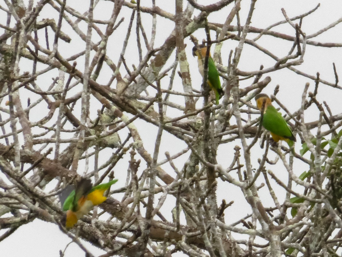 Black-headed Parrot - ML646091593