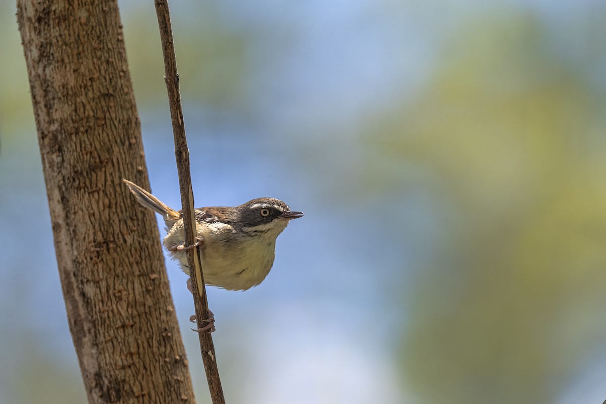 マミジロヤブムシクイ - ML646091595