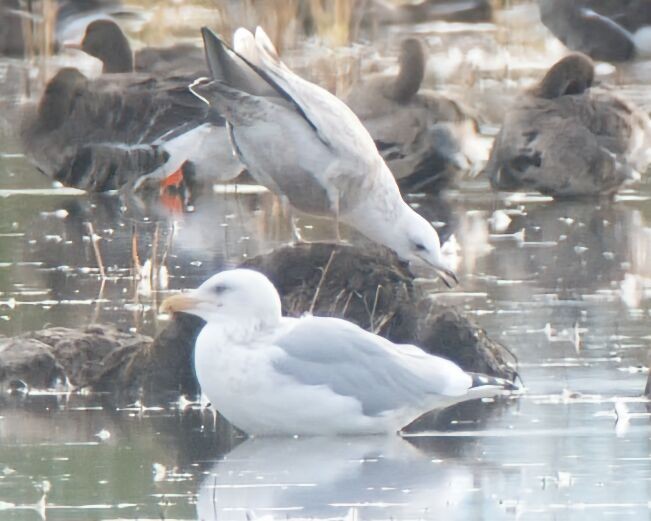 American Herring Gull - ML646091596