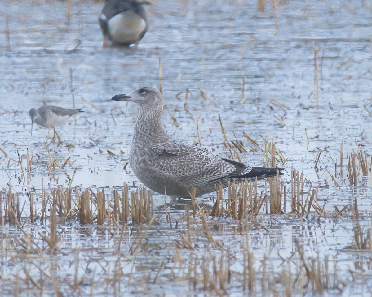 American Herring Gull - ML646091597