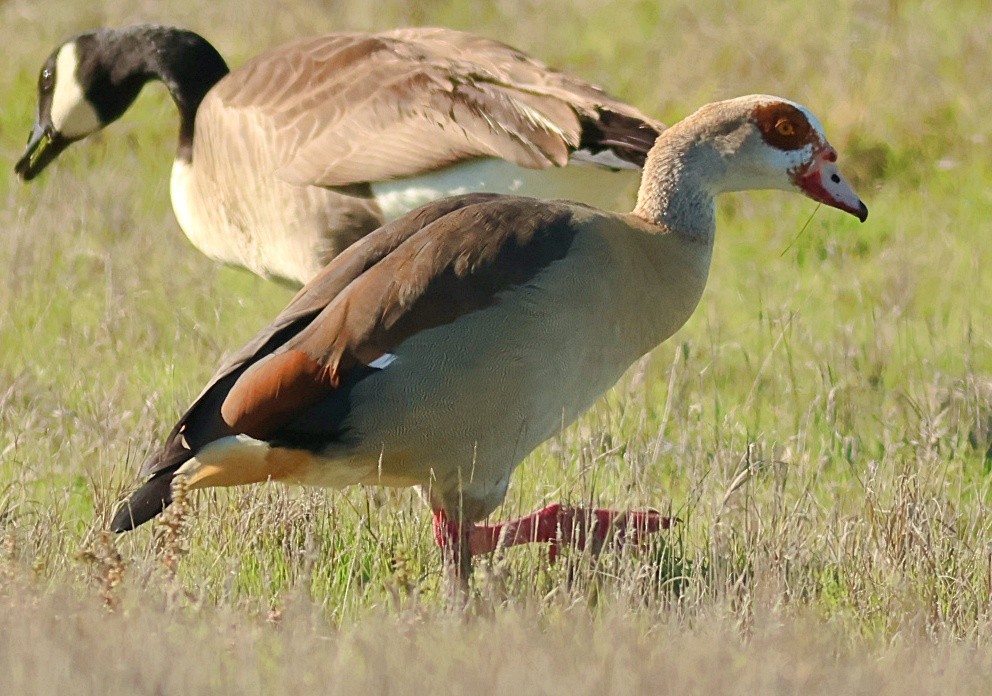 Egyptian Goose - ML646091598