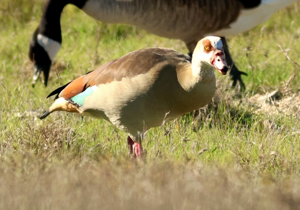Egyptian Goose - ML646091599