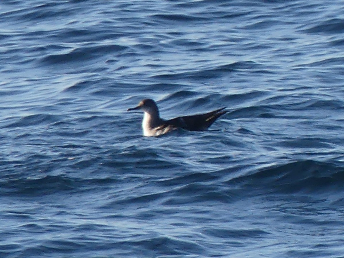 Black-vented Shearwater - ML646091600