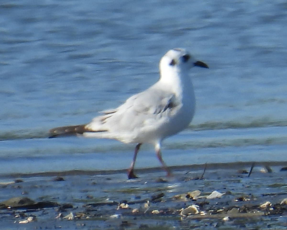 Saunders's Gull - ML646091602