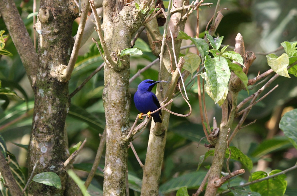 ムラサキミツドリ - ML646091606