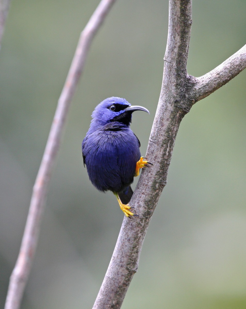 ムラサキミツドリ - ML646091608