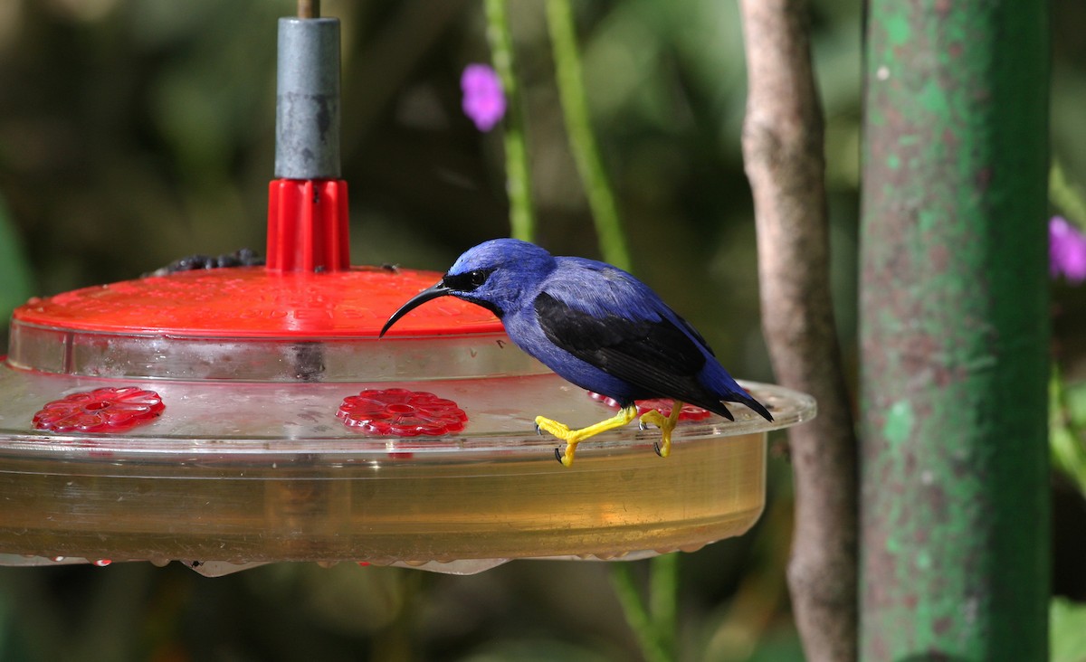 ムラサキミツドリ - ML646091609