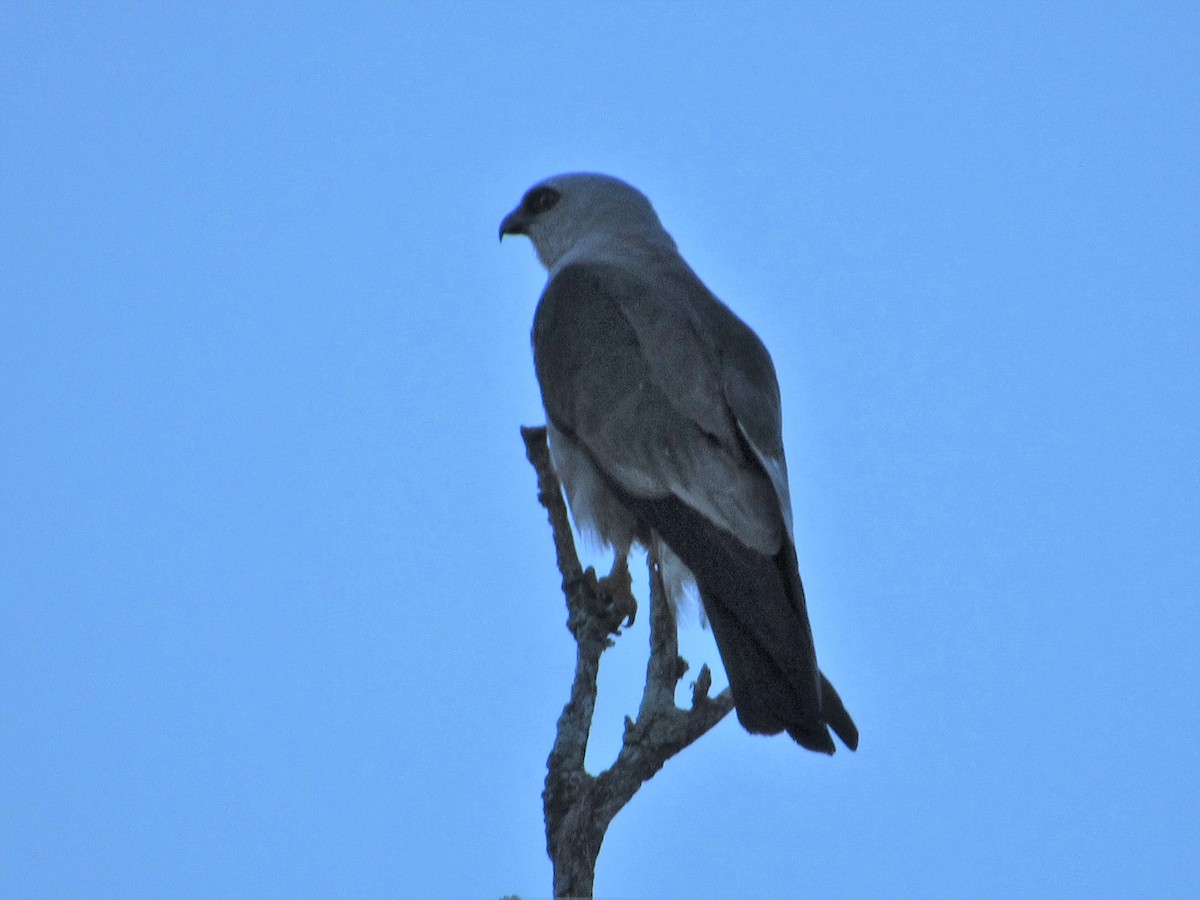 Mississippi Kite - Judy Behrens