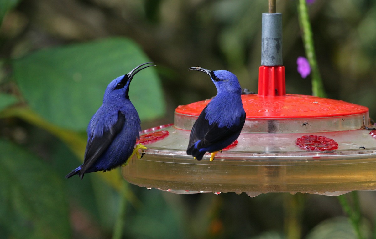 ムラサキミツドリ - ML646091610