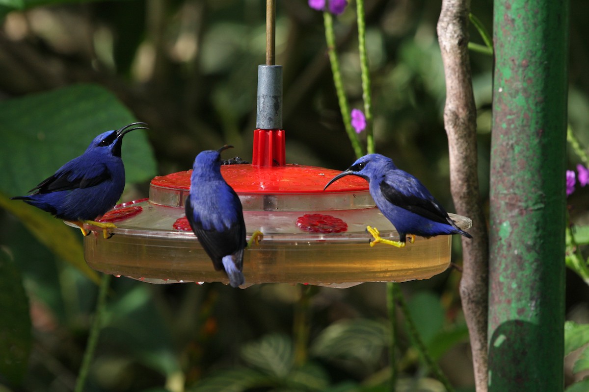 ムラサキミツドリ - ML646091611