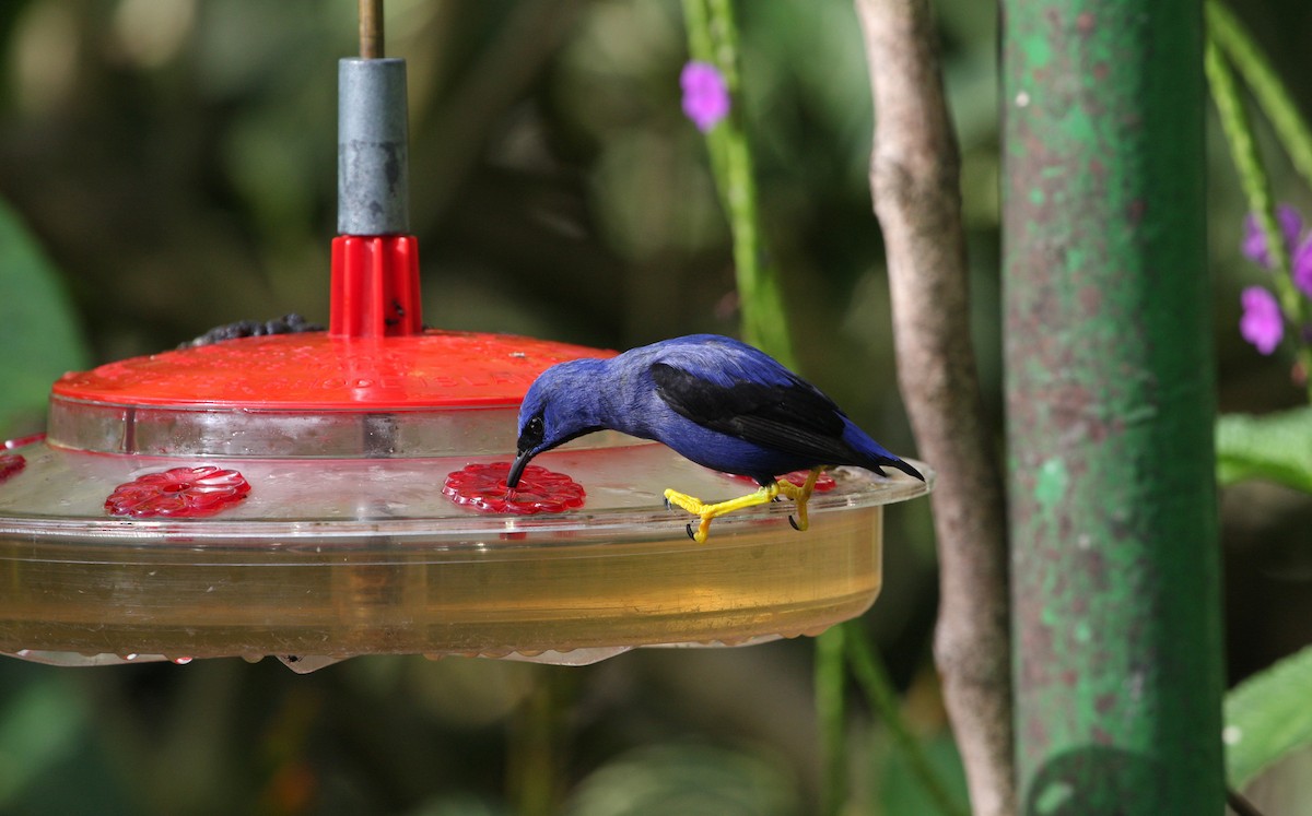 ムラサキミツドリ - ML646091612