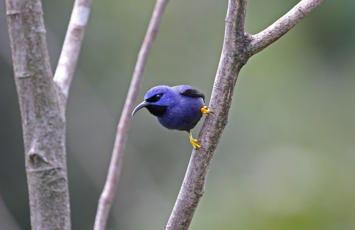 ムラサキミツドリ - ML646091613