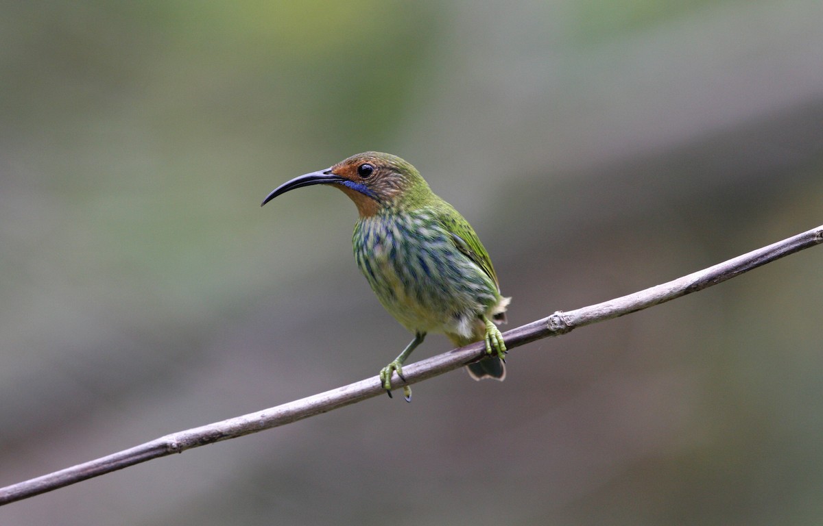 ムラサキミツドリ - ML646091614