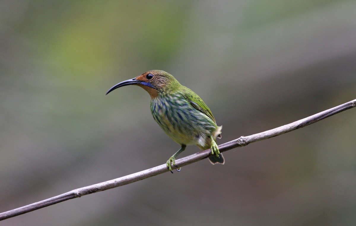 ムラサキミツドリ - ML646091615