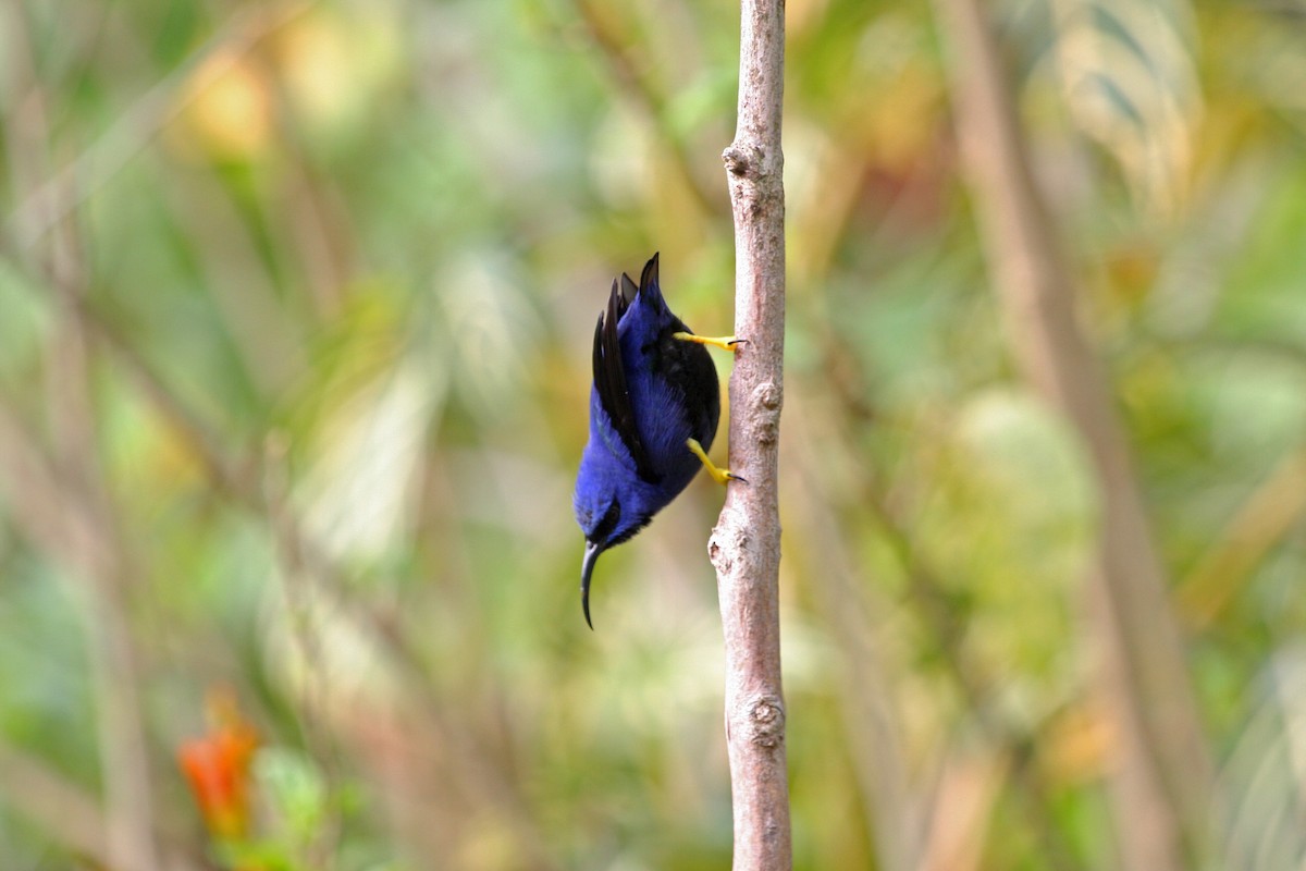 ムラサキミツドリ - ML646091616