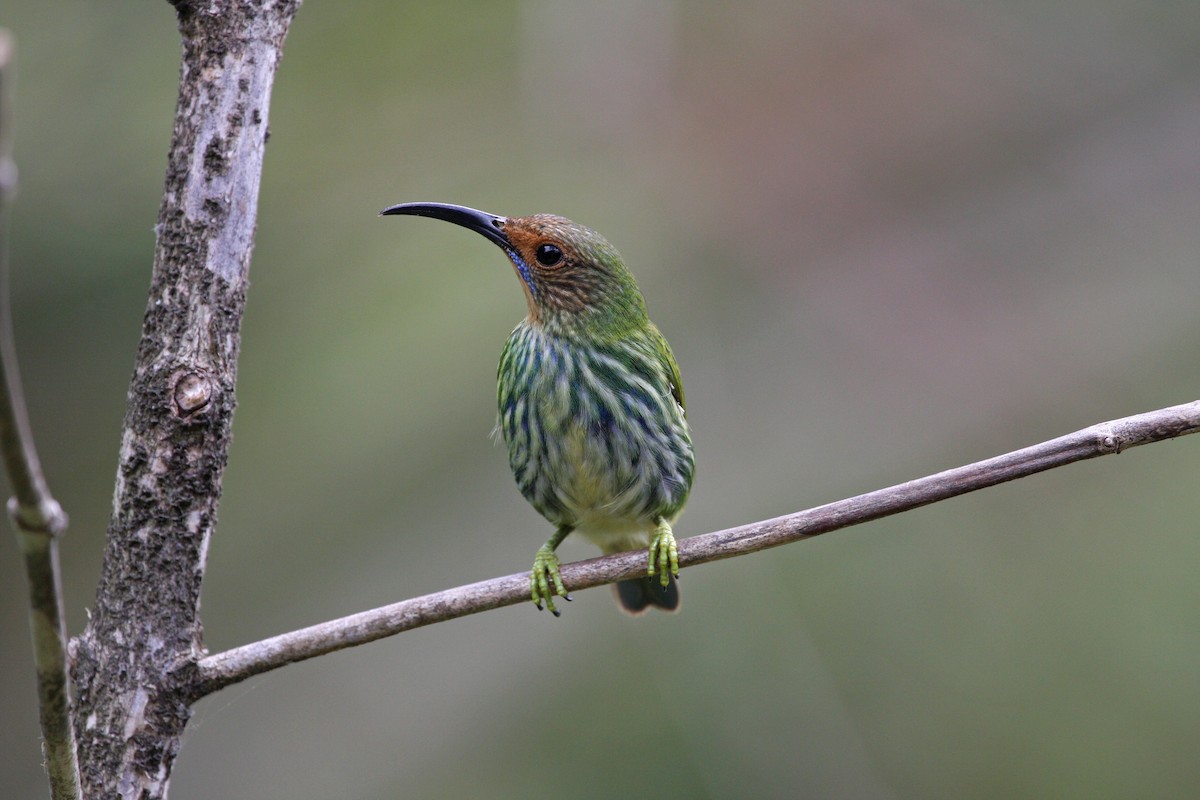 ムラサキミツドリ - ML646091617