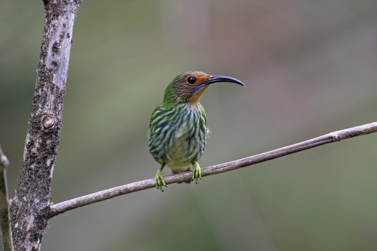 ムラサキミツドリ - ML646091618