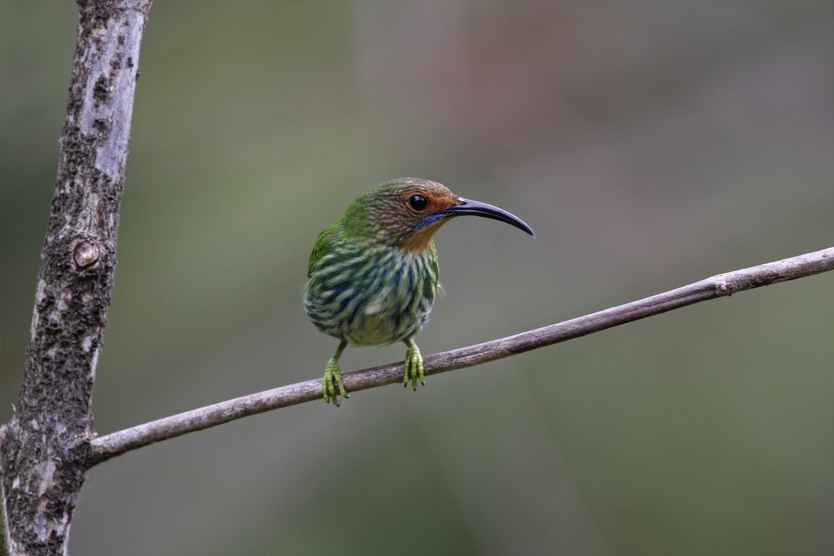 ムラサキミツドリ - ML646091619