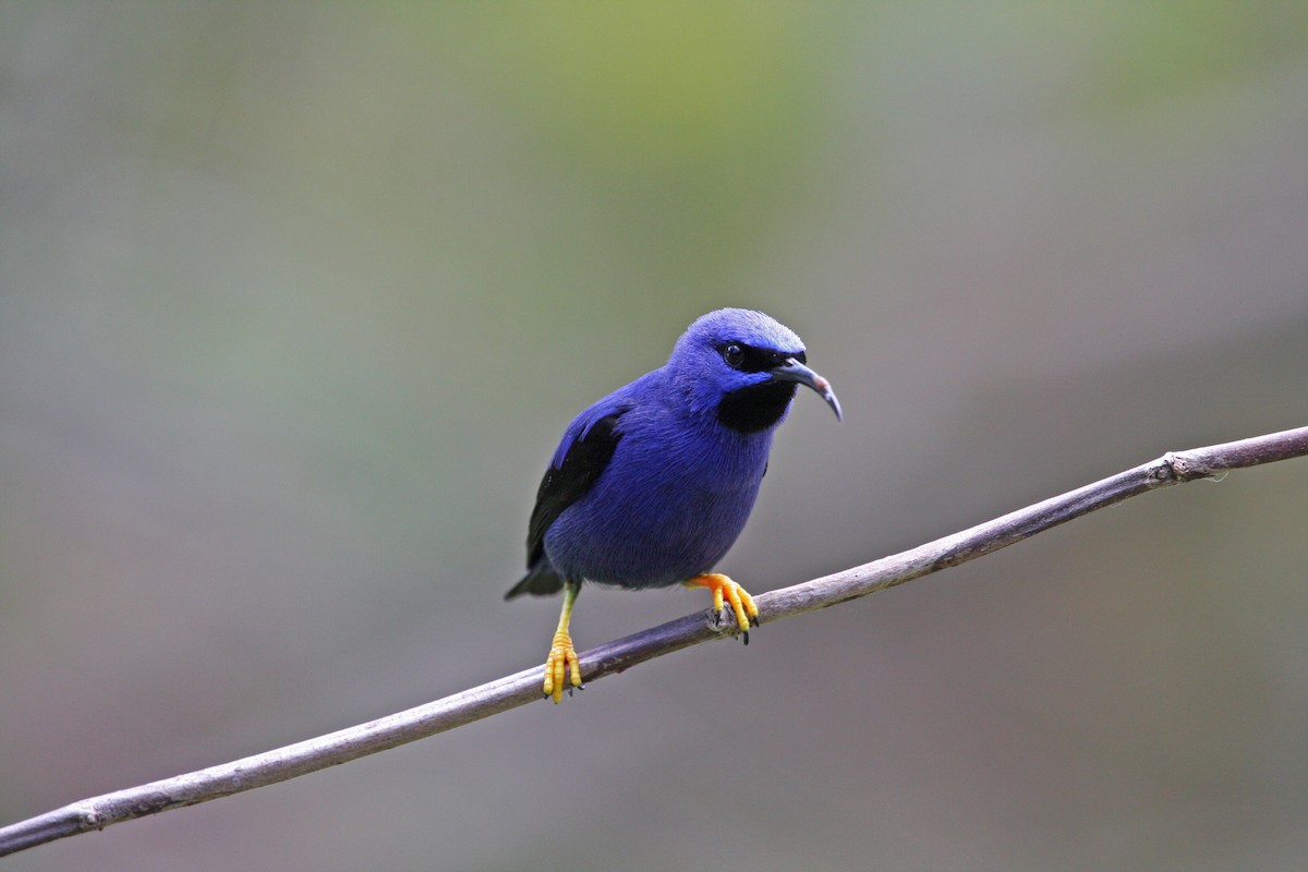 ムラサキミツドリ - ML646091620