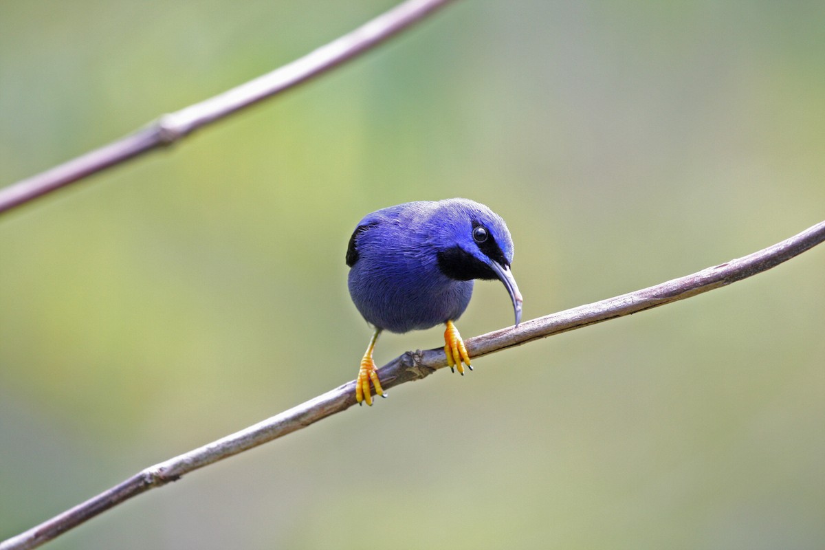 ムラサキミツドリ - ML646091621