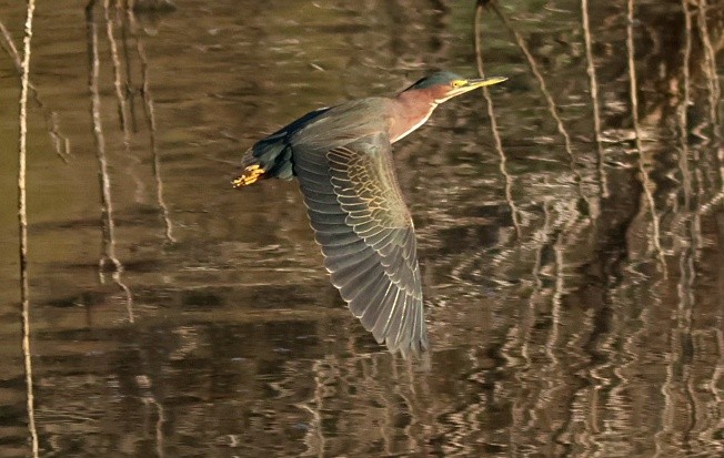 Green Heron - ML646091622