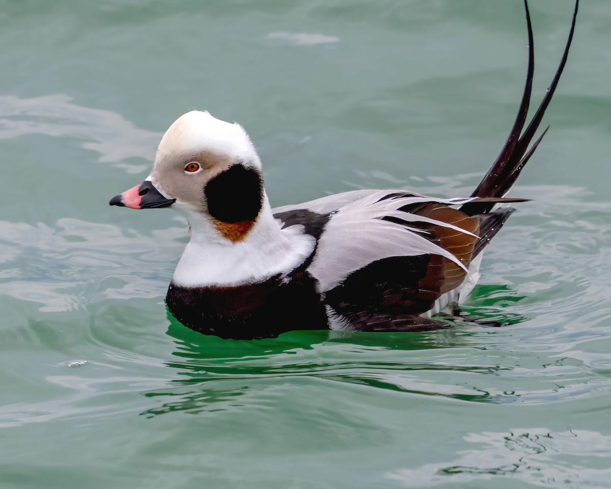 コオリガモ - ML646091623