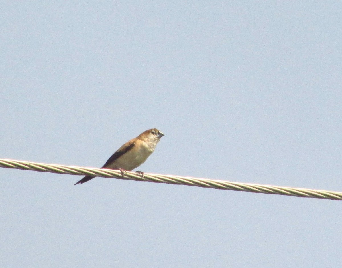 ギンバシ - ML646091625