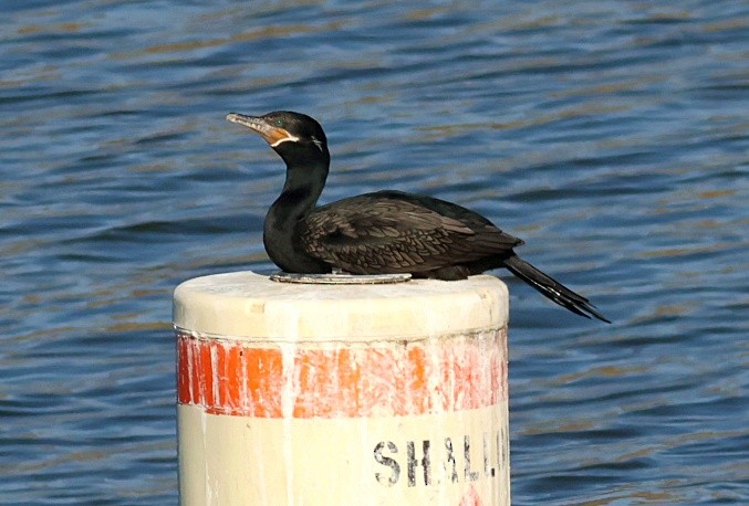 Neotropic Cormorant - ML646091626