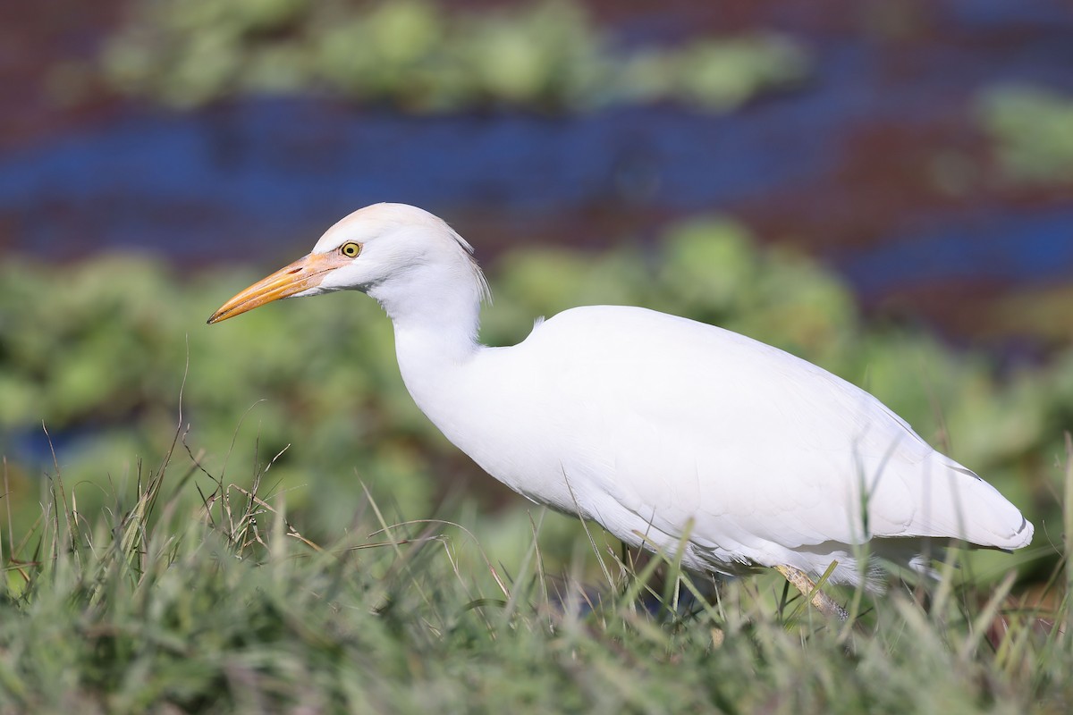 ニシアマサギ - ML646091628