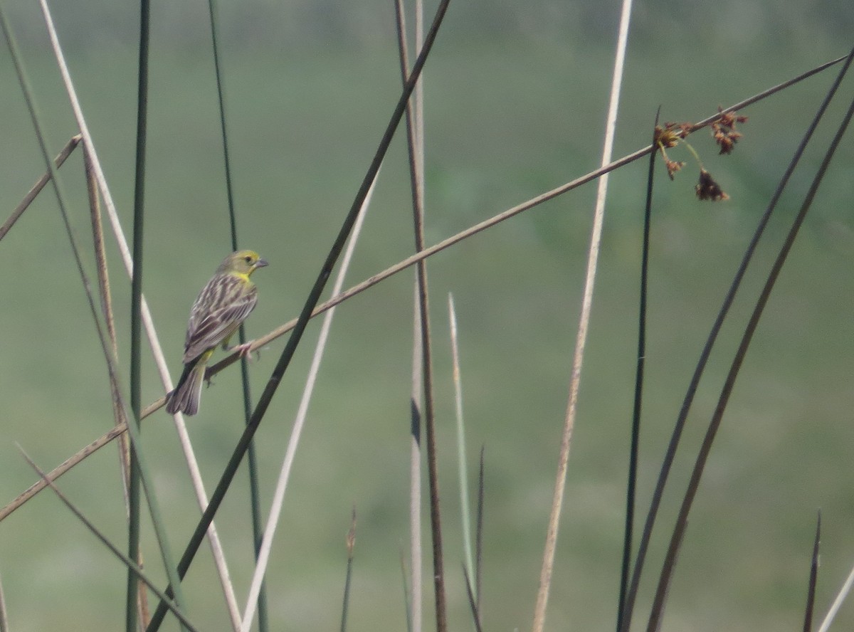 セスジキンノジコ - ML646091629