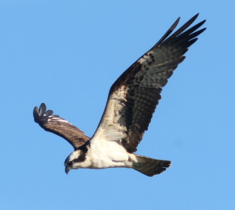 ミサゴ - ML646091630