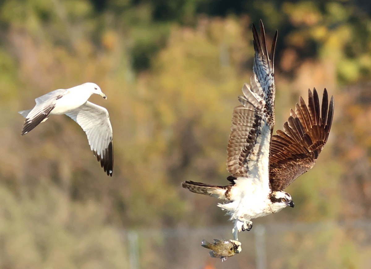 ミサゴ - ML646091631