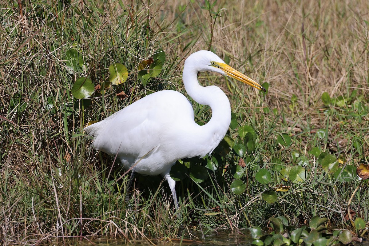 ダイサギ - ML646091633