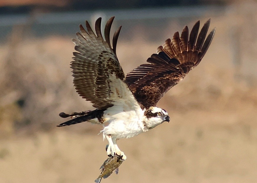 ミサゴ - ML646091637