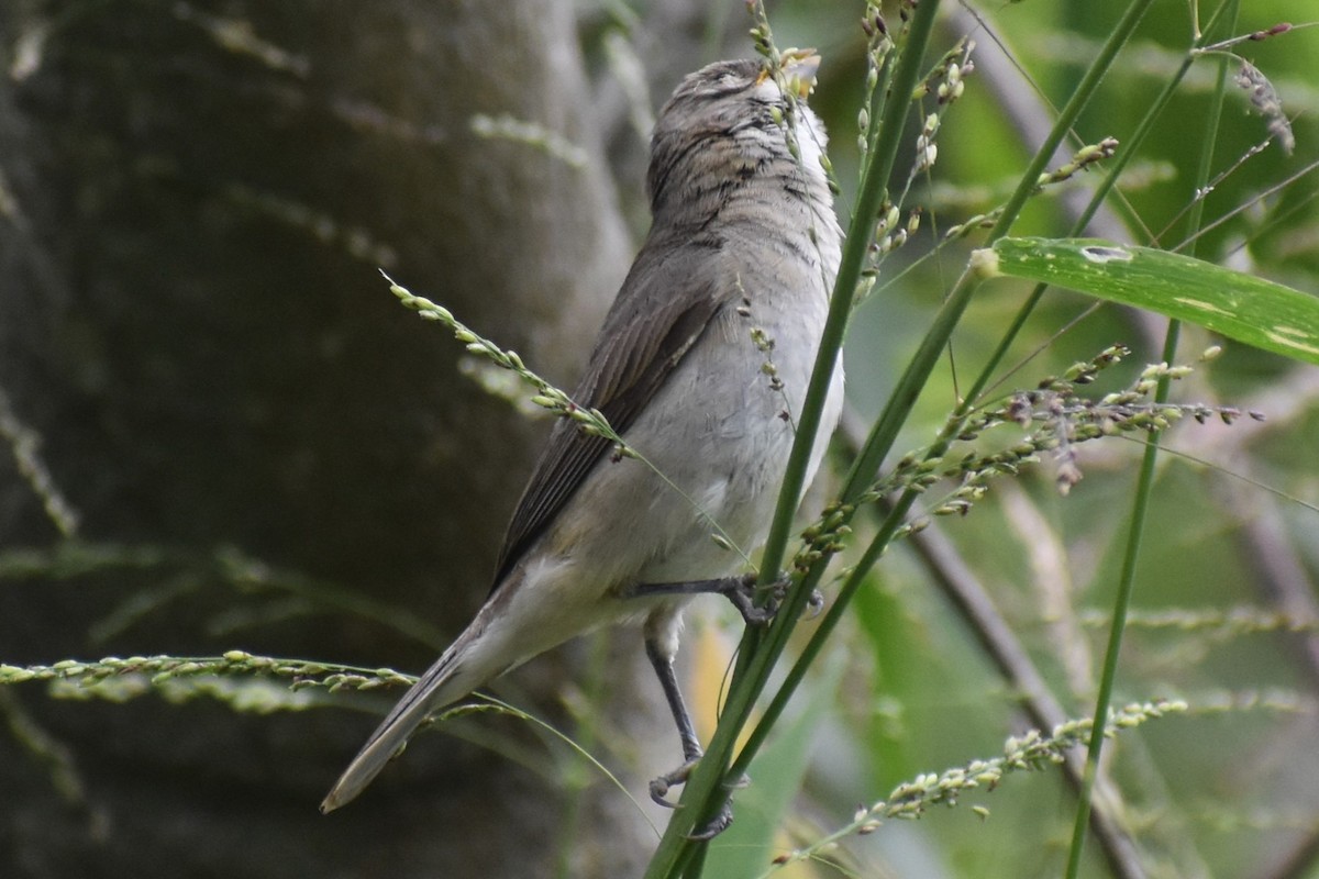 フタスジヒメウソ - ML646091638