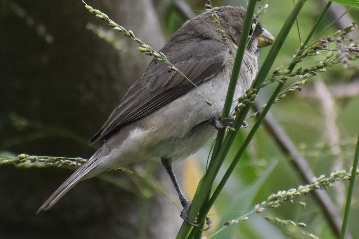 フタスジヒメウソ - ML646091639