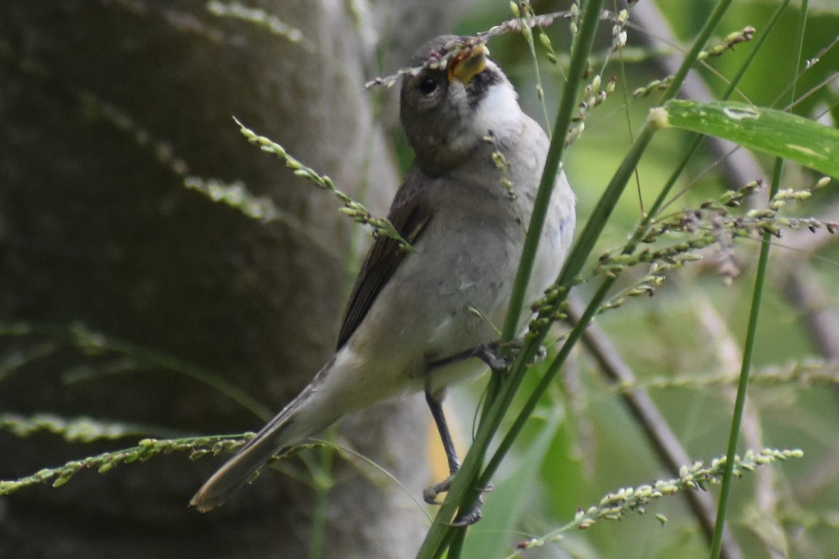 フタスジヒメウソ - ML646091640