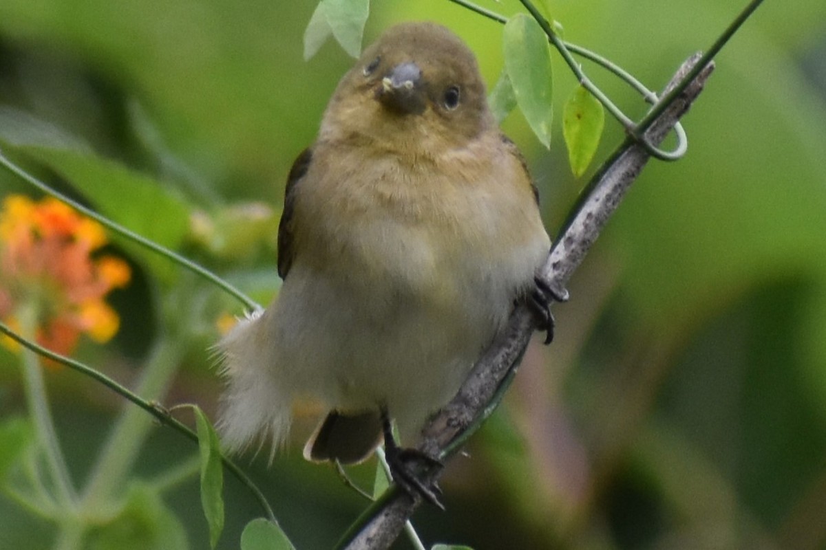 フタスジヒメウソ - ML646091641