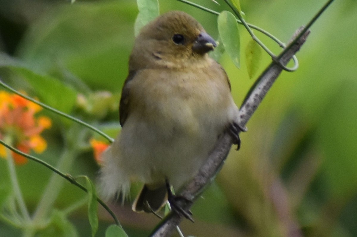 フタスジヒメウソ - ML646091642