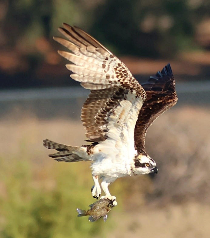 ミサゴ - ML646091643