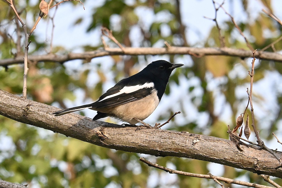 Oriental Magpie-Robin - ML646091644