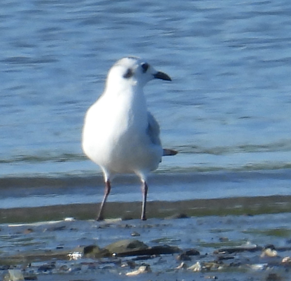 Saunders's Gull - ML646091648